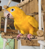 Golden Parakeet